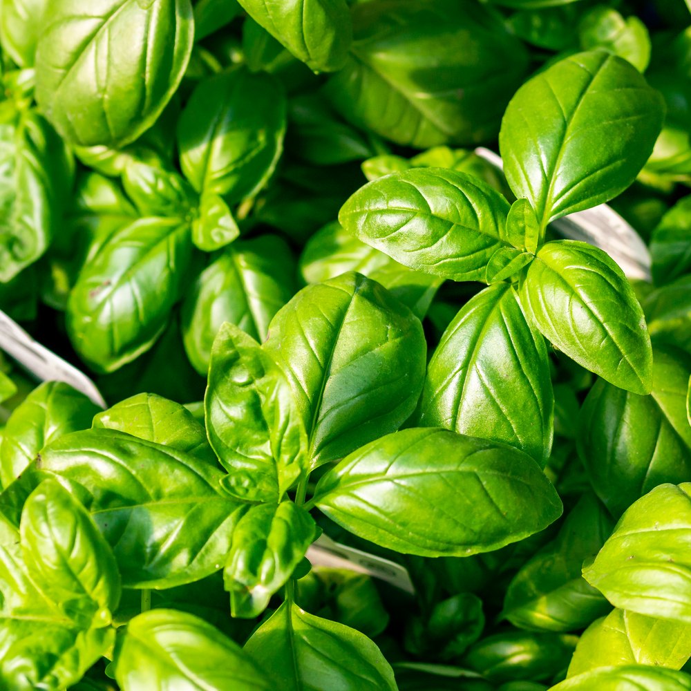 Close-up of glossy, bright green basil leaves with visible veins, clustered densely together and lit by direct sunlight.