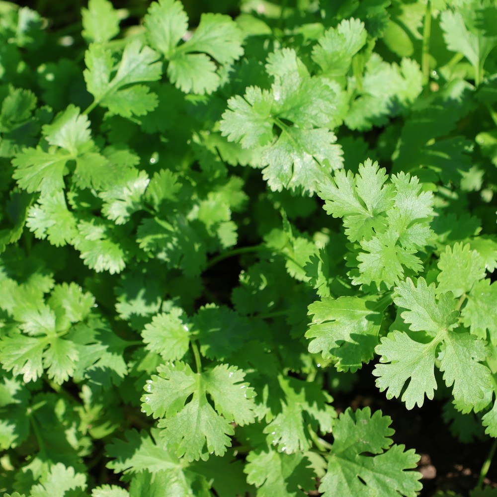 Close-up of dense cilantro foliage with lobed, scalloped green leaves catching bright sunlight, growing thickly together with soil visible in the shaded gaps below.