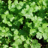 Close-up of dense cilantro foliage with lobed, scalloped green leaves catching bright sunlight, growing thickly together with soil visible in the shaded gaps below.
