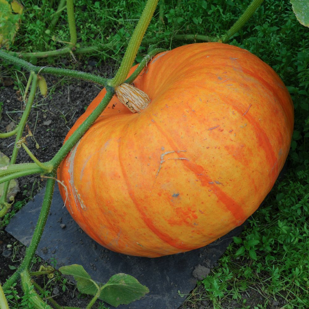 Ripe Cinderella pumpkin still on the vine, showing its flattened, deep-ribbed shape with mottled orange-yellow skin and darker streaks, resting on soil and grass with a thick corky stem attached.