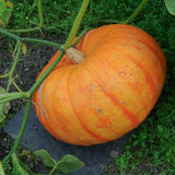 Ripe Cinderella pumpkin still on the vine, showing its flattened, deep-ribbed shape with mottled orange-yellow skin and darker streaks, resting on soil and grass with a thick corky stem attached.