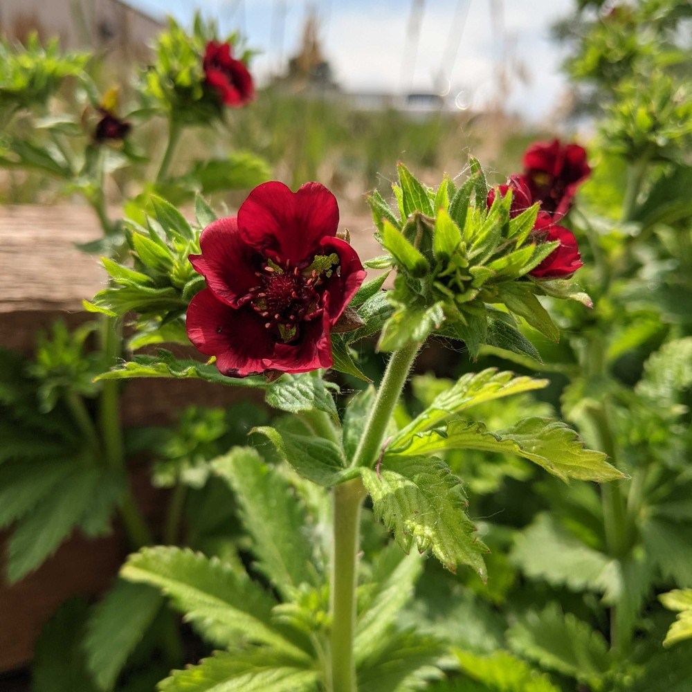 Deep red Scarlet Cinquefoil flowers in a blurred garden setting 