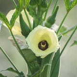 Close-up photo of a pale yellow okra flower with a deep purple center blooming on a green leafy plant stem.