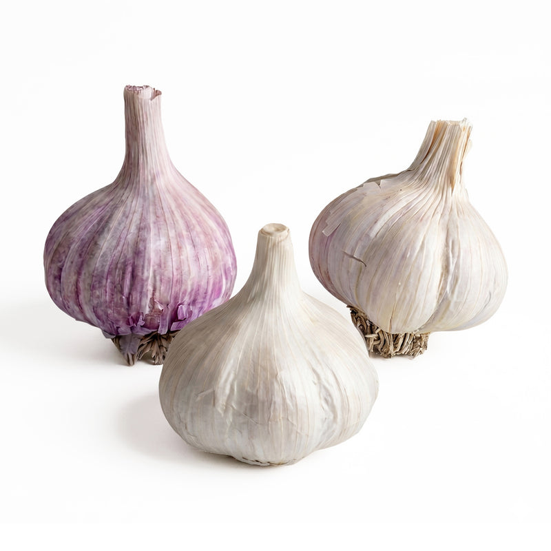German White Stiffneck Hardneck, Montana Zemo Hardneck, and Chesnok Red Hardneck garlic bulbs on a white background