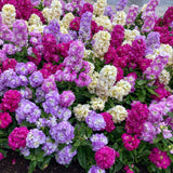 Dense flowering bed of Column Blend stock in full bloom, showing tightly packed ruffled flower spikes in magenta, lavender, pale lilac and creamy white above grey-green foliage.