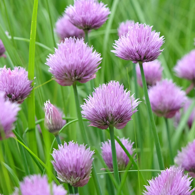 Close-up photo of purple chive flower blossoms in full bloom with slender green stems, for Common Chives Seeds.