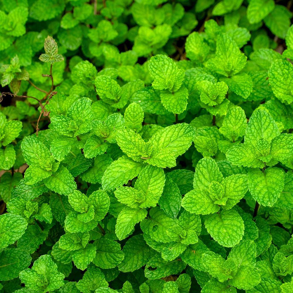 Dense mat of mint plants viewed close up, showing crinkled, deeply veined bright green leaves growing thickly on short stems.