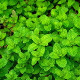 Dense mat of mint plants viewed close up, showing crinkled, deeply veined bright green leaves growing thickly on short stems.