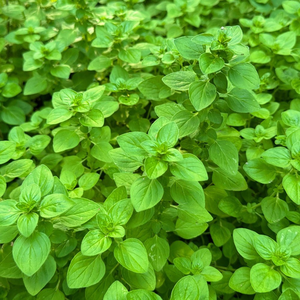 Close-up of a dense oregano plant, its small oval green leaves growing in opposite pairs along upright stems that fill the entire frame.