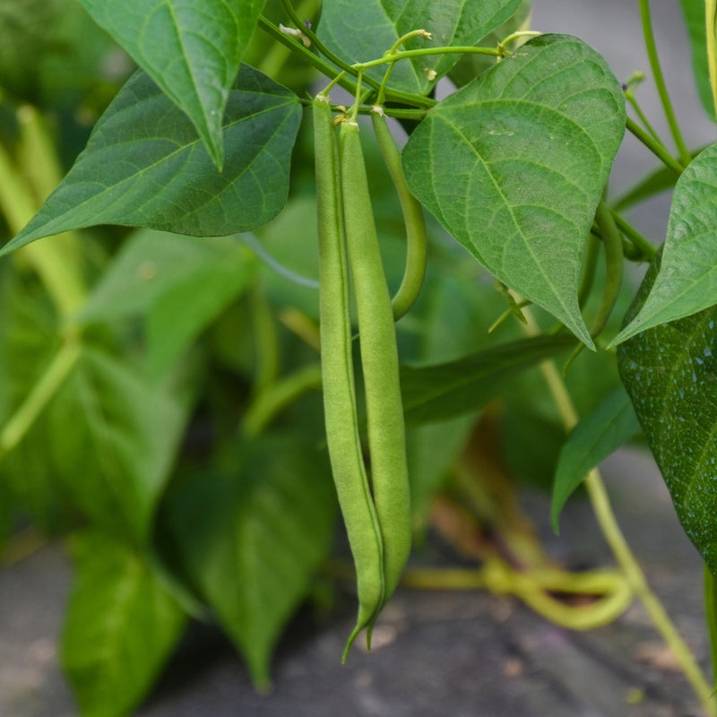 Close-up of slender green bush bean pods hanging in pairs from a leafy vine, surrounded by broad heart-shaped leaves in a garden setting.