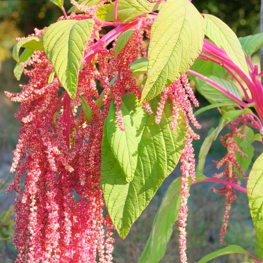 Love-lies-bleeding amaranth plant with long trailing tassels of deep pink-red flowers hanging beside broad light green leaves and vivid magenta stems, backlit in sunshine.