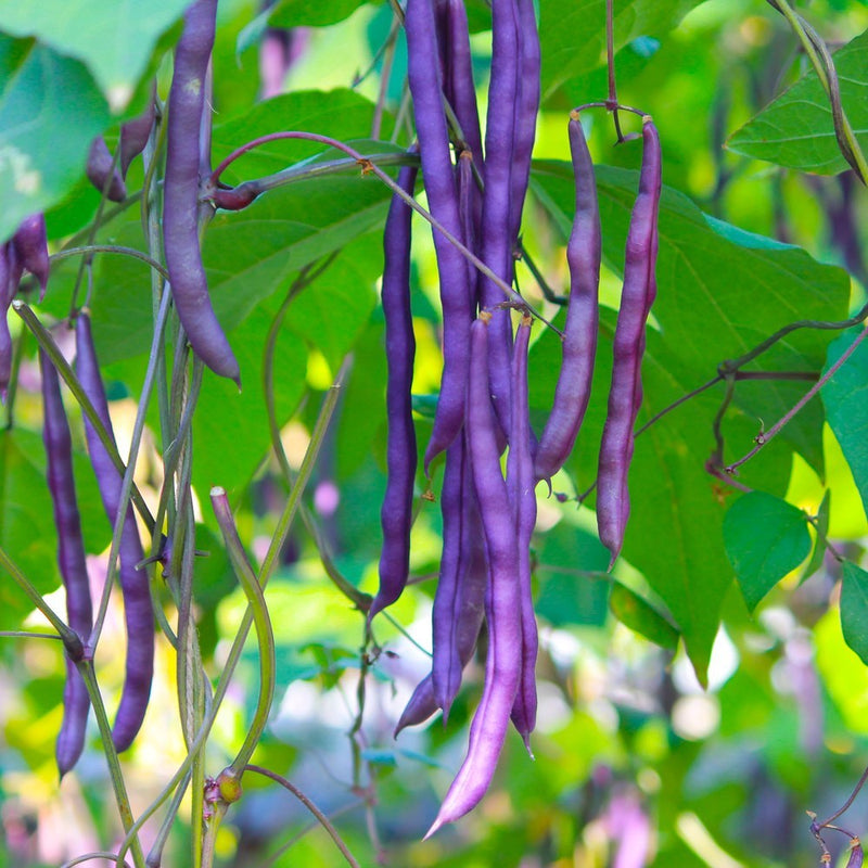 Clusters of long, slender purple cowpea bean pods hang from vines amid broad green leaves, their curved shapes overlapping against a softly blurred garden backdrop.