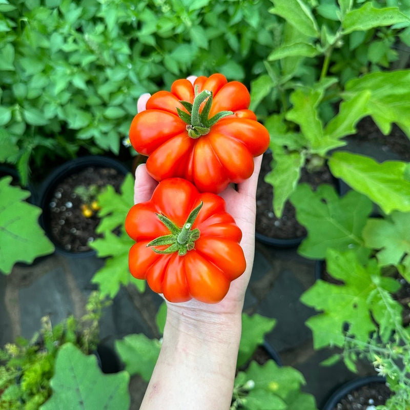 Hand holding two red Costoluto Genovese Pole Tomato with a garden background