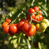 Red and green Costoluto Genovese Pole Tomato on a vine with a blurred green background
