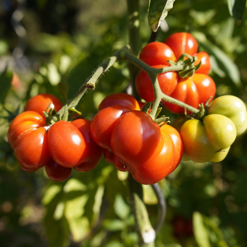 Red and green Costoluto Genovese Pole Tomato on a vine with a blurred green background
