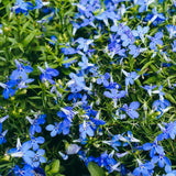 Close-up of Crystal Palace lobelia in full bloom, showing masses of small five-petaled blue flowers with white throats scattered across dense, narrow-leaved green foliage.
