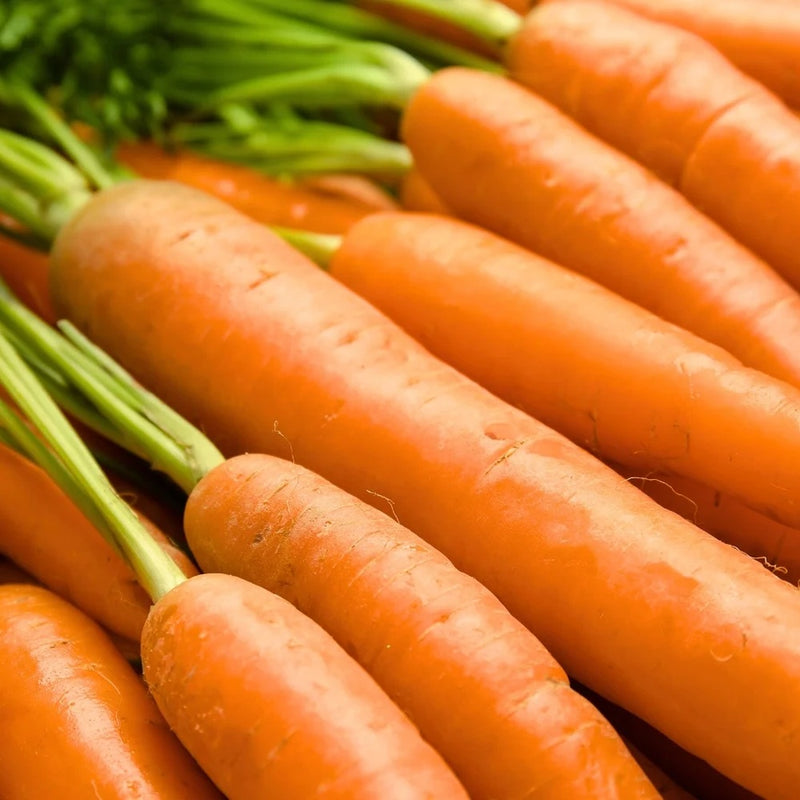 Close-up photo of fresh, harvested Danvers 126 carrots with bright green leafy tops, for Danvers 126 Carrot Seeds.