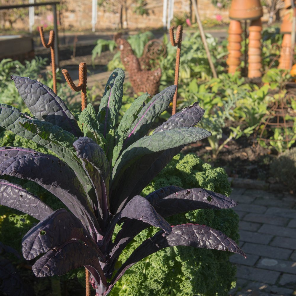 Dazzling Blue kale plant with crinkled, blistered blue-green leaves shading to deep purple stems, growing in a vegetable garden bed with curly kale, metal plant supports and a wire hen ornament visible behind it.