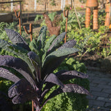 Dazzling Blue kale plant with crinkled, blistered blue-green leaves shading to deep purple stems, growing in a vegetable garden bed with curly kale, metal plant supports and a wire hen ornament visible behind it.