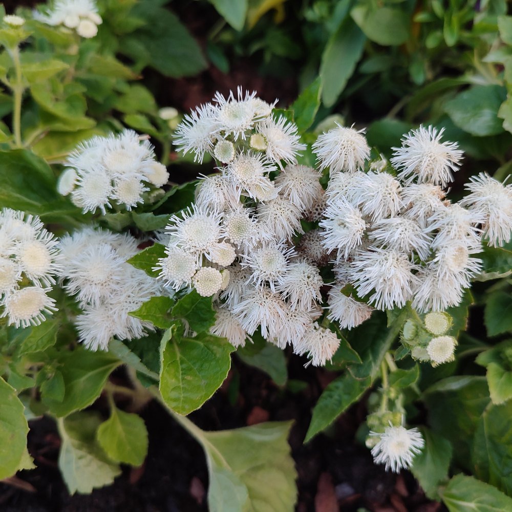 Close-up of Dondo White Ageratum flowers with green leaves in a natural setting
