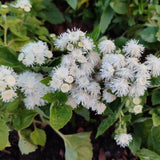 Close-up of Dondo White Ageratum flowers with green leaves in a natural setting