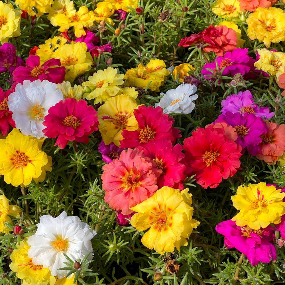 Double moss rose (portulaca) flowers in a mixed mass of yellow, white, magenta, pink and red ruffled blooms with orange centres, growing among narrow succulent green foliage in bright sunlight.