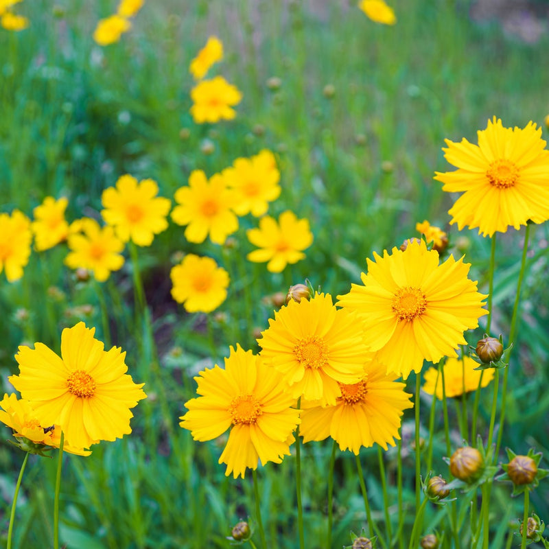 Bright yellow coreopsis flowers with golden centres bloom in clusters on slender green stems, surrounded by unopened buds and a lush grassy field.