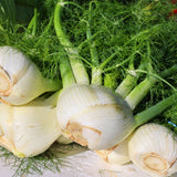 Freshly harvested fennel bulbs with trimmed roots and feathery green fronds, still bearing water droplets, piled together showing their pale, layered flesh.