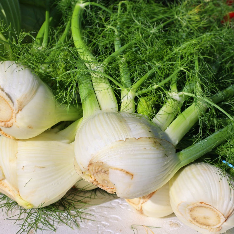 Freshly harvested fennel bulbs with trimmed roots and feathery green fronds, still bearing water droplets, piled together showing their pale, layered flesh.