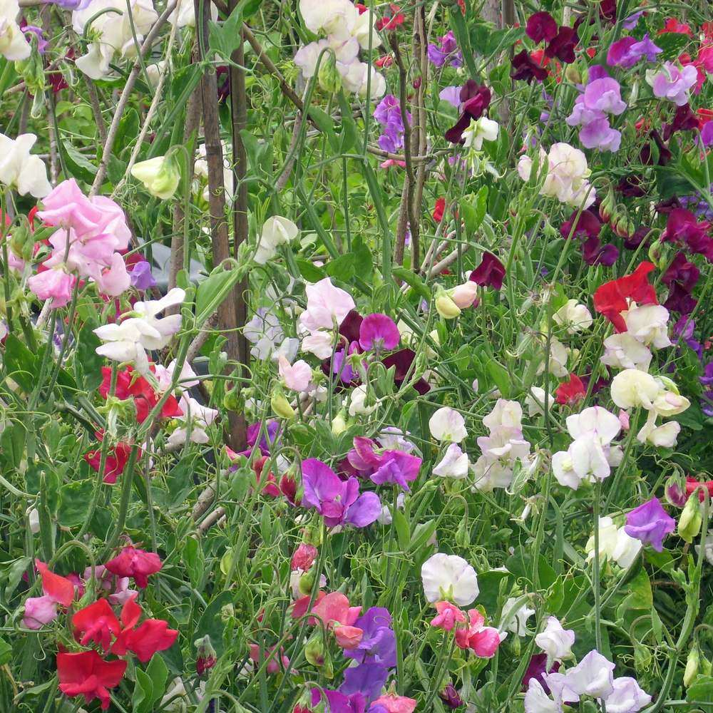 Sweet pea vines climbing wooden support canes bear a dense mix of ruffled blooms in white, pink, magenta, deep maroon and purple, tangled among curling tendrils and green foliage.