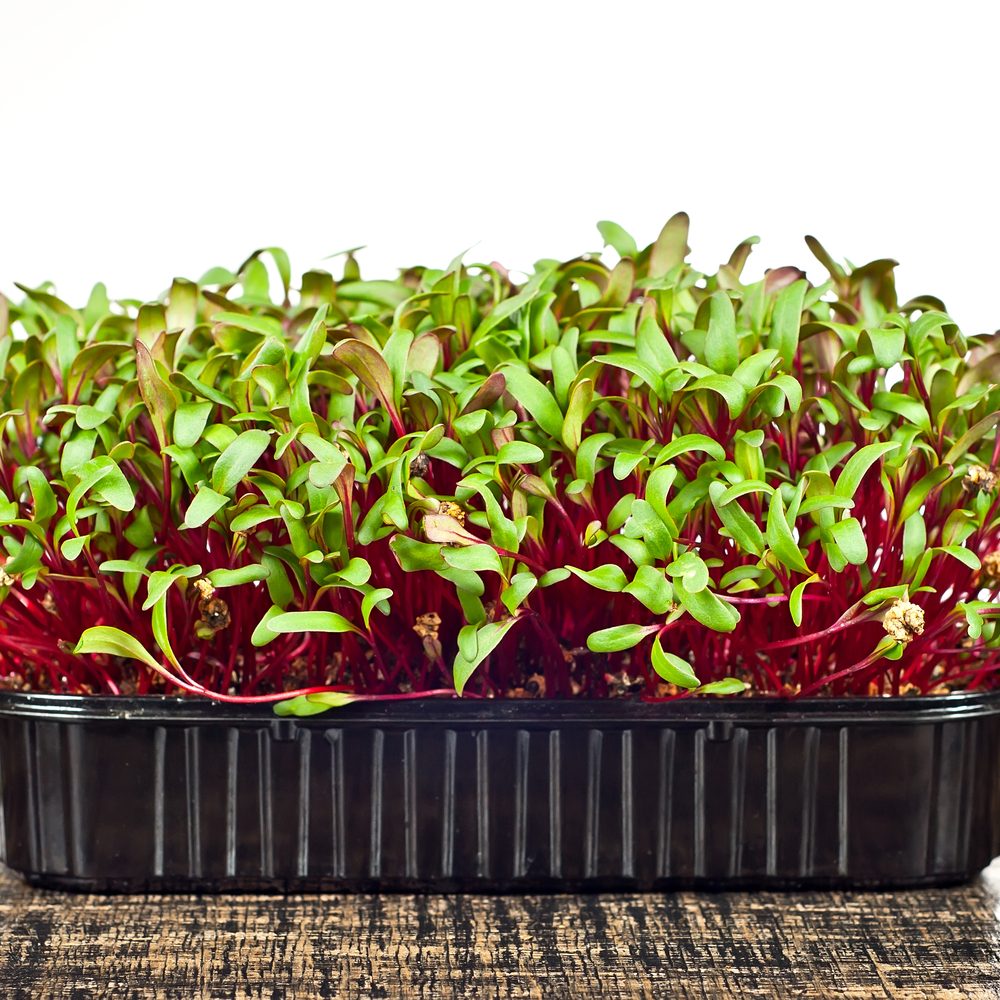 Dense tray of beet microgreens with vivid crimson stems and small green leaves still bearing seed husks, growing in a black plastic punnet on a wooden surface.