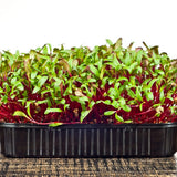 Dense tray of beet microgreens with vivid crimson stems and small green leaves still bearing seed husks, growing in a black plastic punnet on a wooden surface.