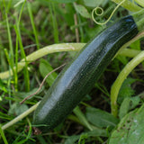 A dark green zucchini with faint speckled flecks and a glossy sheen ripens on the vine, surrounded by curling tendrils, thick stems and grass in the garden bed.