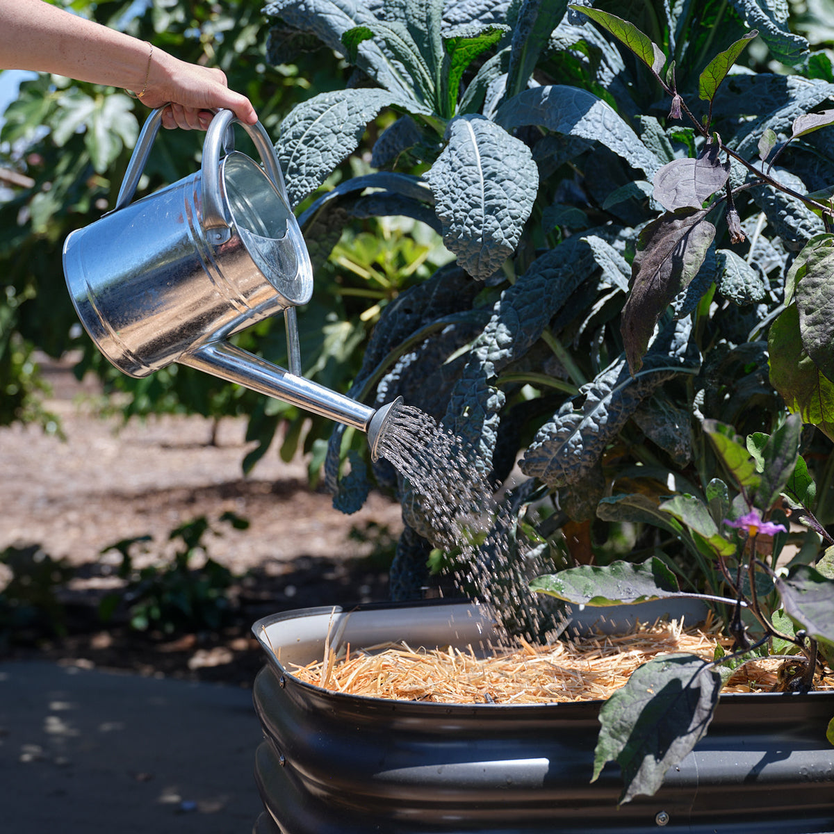 Person watering a plant with a silver watering can in a garden setting
