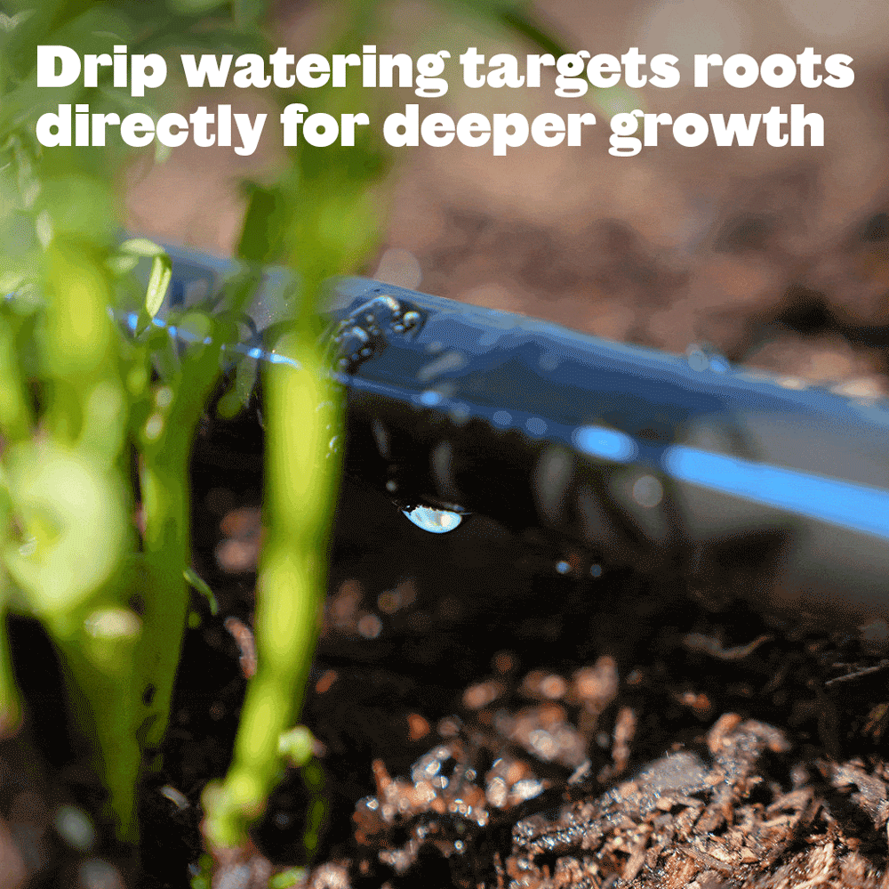 Close-up of a blue drip irrigation line releasing a water droplet onto soil beside young green seedlings, with overlaid text explaining that drip watering targets roots directly for deeper growth.
