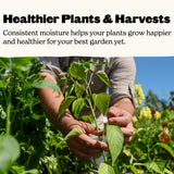 Person examining a plant in a garden with text about consistent moisture for healthier plants.