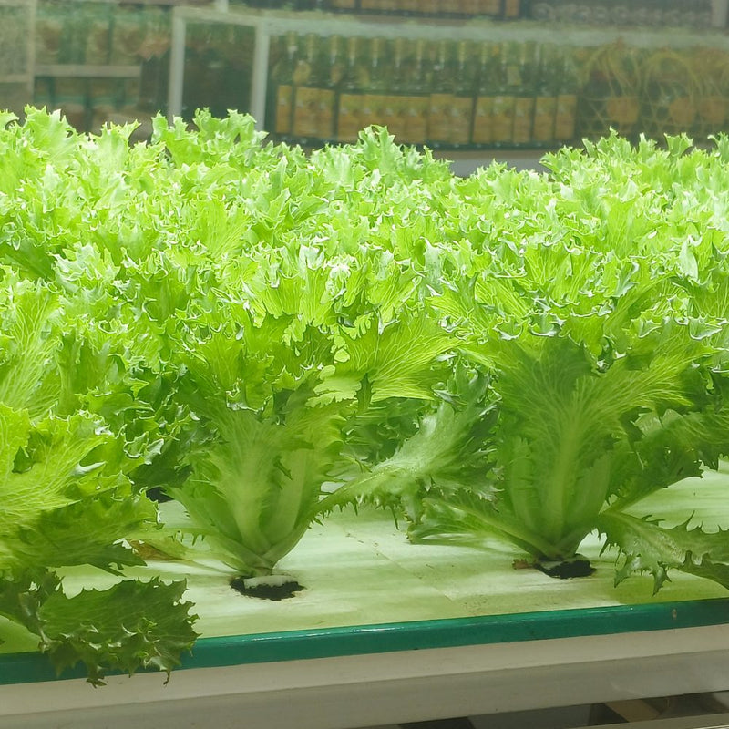 Rows of frilly-edged green leaf lettuce plants with pale stems growing through holes in a white hydroponic channel, shelves of bottled products visible blurred in the background.
