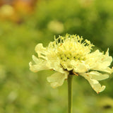 Close-up of a light green Fata Morgana Scabiosa flower with a blurred green background