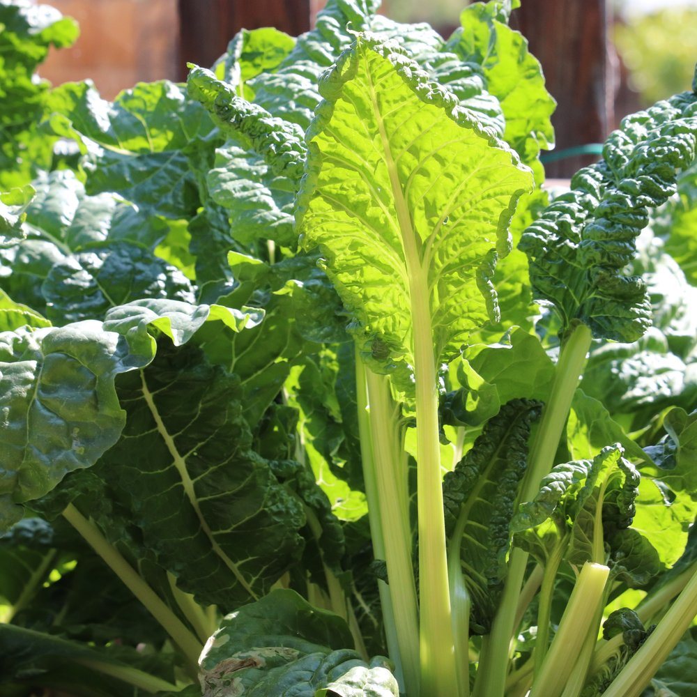 Close-up of Fordhook Giant Swiss chard growing in a garden bed, showing thick pale-green stalks and broad, deeply crinkled leaves backlit by sunlight.