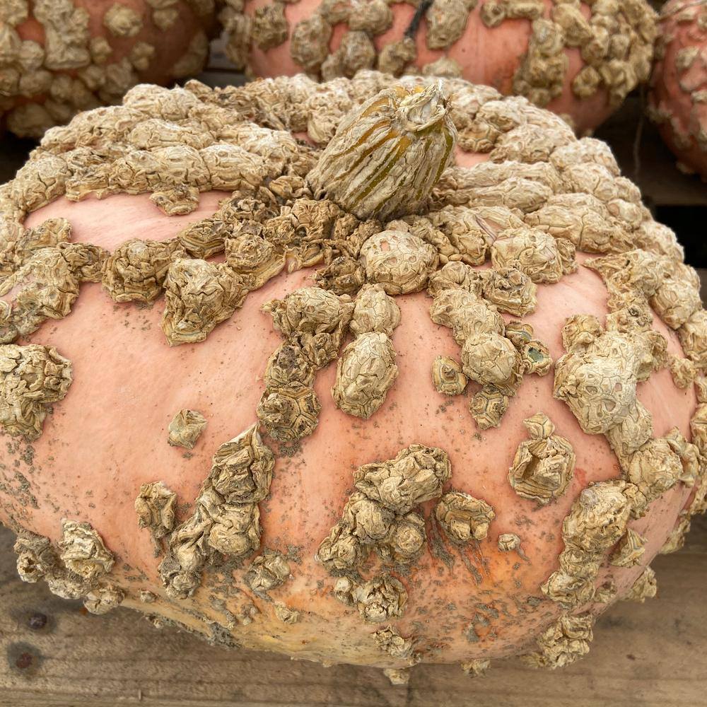 Close-up of a pale peach-pink Galeux d'Eysines pumpkin covered in raised, warty tan-coloured growths radiating out from its dried stem, with similar pumpkins visible in the background.