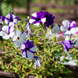 Petunias in full bloom showing star-patterned purple-and-white petals with speckled edges, growing among green foliage in an outdoor planter with a blurred garden fence behind.