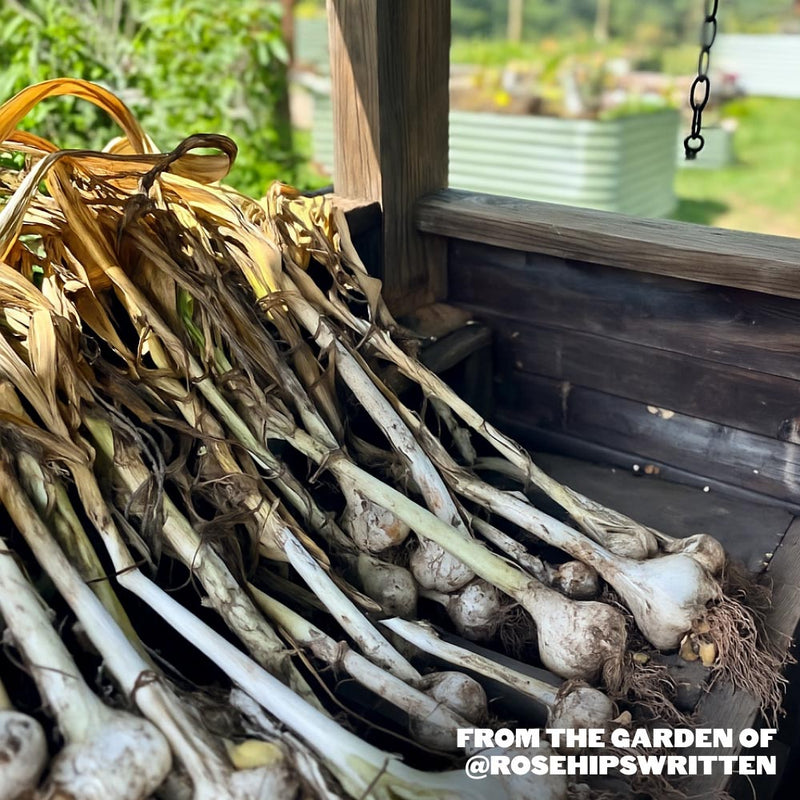 Elephant Hardneck Garlic - USDA Certified Organic