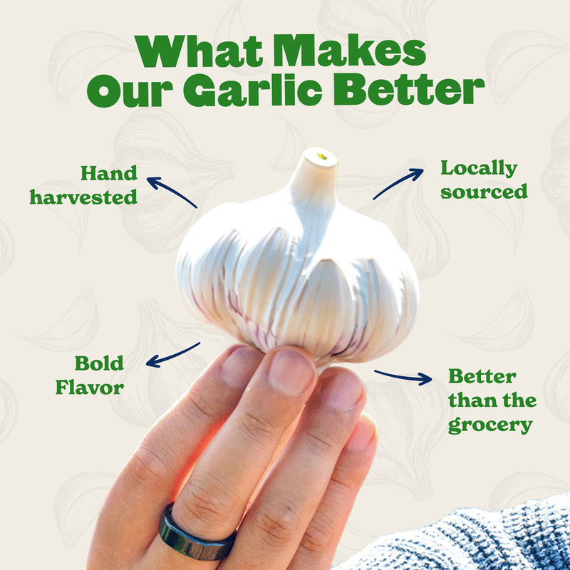 Inchelium Red Softneck Garlic - USDA Certified Organic