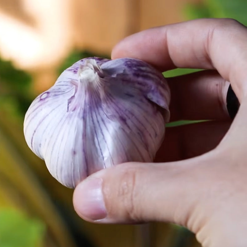 Shandong Hardneck Garlic - USDA Certified Organic