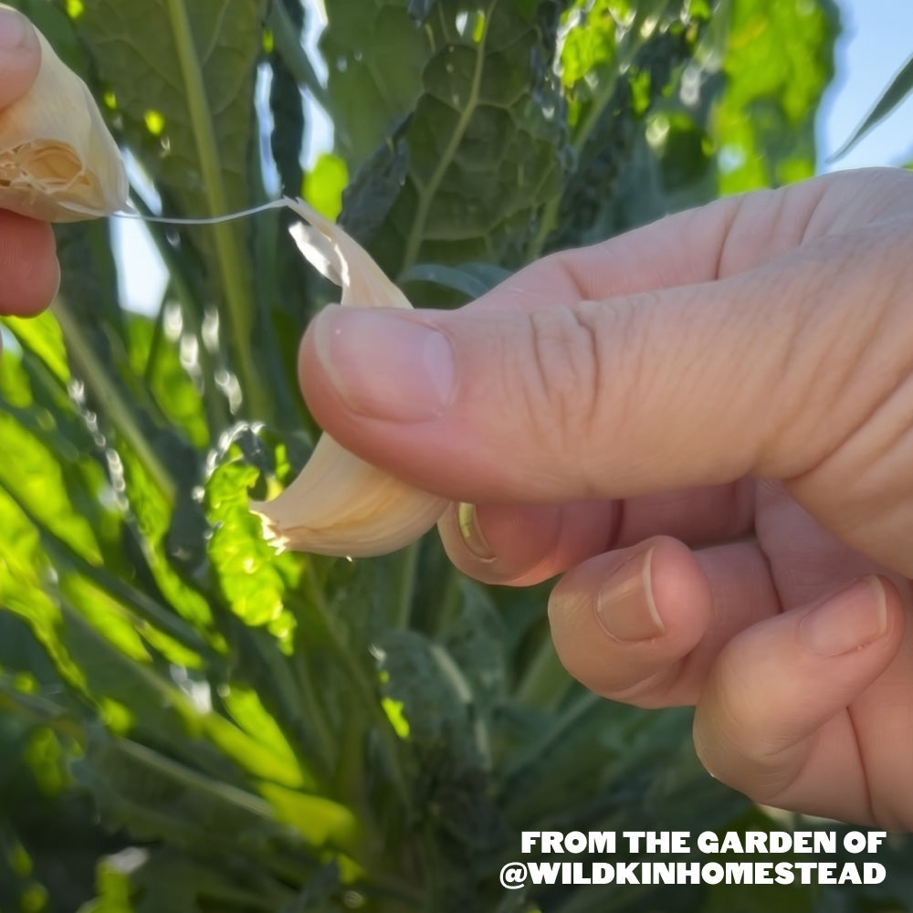 Sicilian Artichoke Softneck Garlic - USDA Certified Organic
