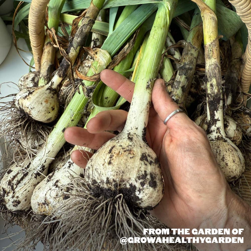 Silver White Softneck Garlic - USDA Certified Organic