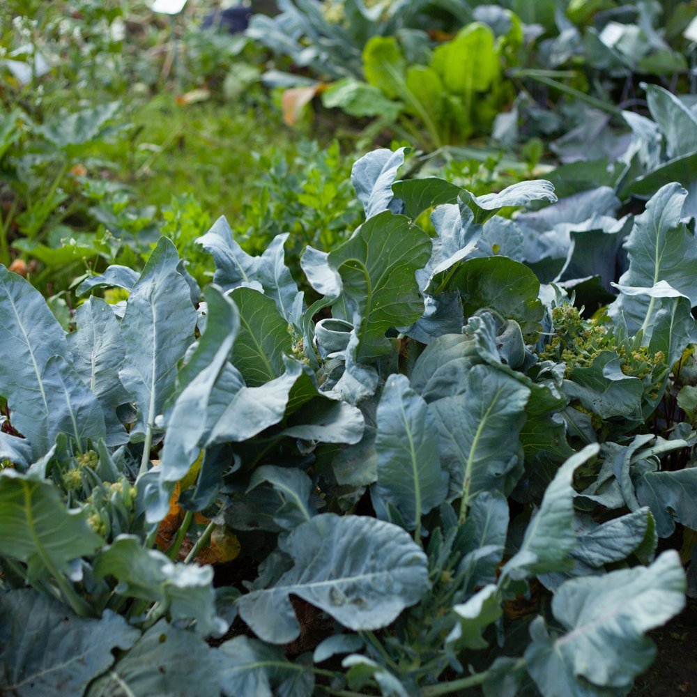 Georgia Southern collard plants growing in a garden bed, their broad blue-green leaves ruffled at the edges with visible pale veining, some small yellow flower buds forming among the foliage, other crops blurred in the background.