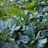 Georgia Southern collard plants growing in a garden bed, their broad blue-green leaves ruffled at the edges with visible pale veining, some small yellow flower buds forming among the foliage, other crops blurred in the background.