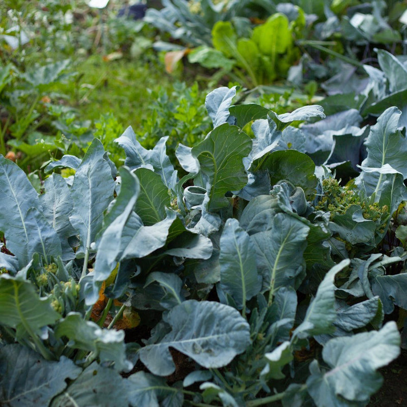 Georgia Southern collard plants growing in a garden bed, their broad blue-green leaves ruffled at the edges with visible pale veining, some small yellow flower buds forming among the foliage, other crops blurred in the background.
