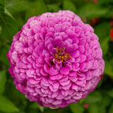 Close-up of a fully bloomed zinnia with densely packed magenta-purple petals forming a perfectly round, dome-shaped flower head, its small orange-yellow centre just visible amid the layered petals, set against blurred green foliage.